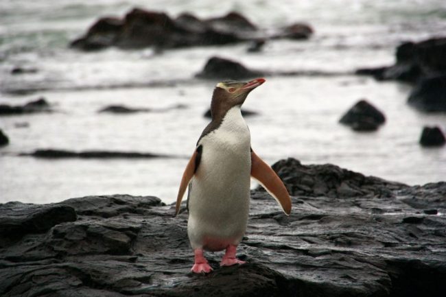 Gelbaugenpinguin