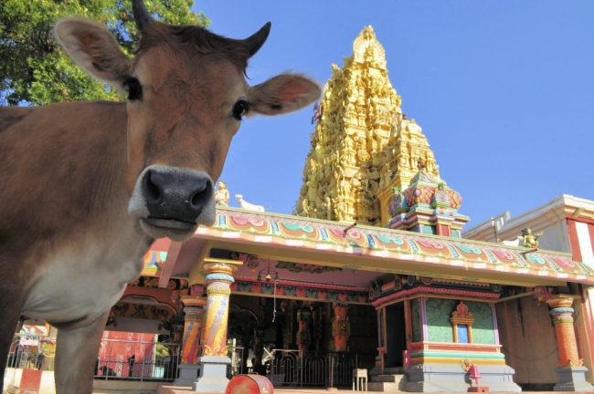 Heilige Kuh vor einem Hindu-Tempel in Jaffna