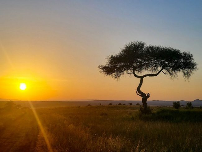 Akazienbaum im warmen Abendlicht 
