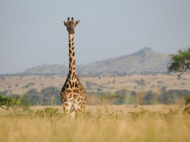Eine Giraffe in der offener Savanne der Serengeti in Tansania