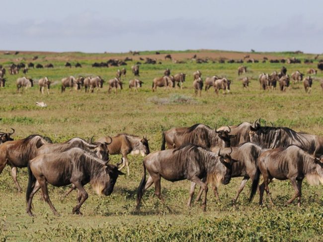 Gnuherde im Ngorongoro-Schutzgebiet in Tansania