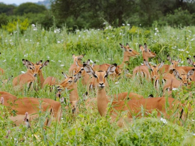 Impalaherde im hohen Gras des Tarangire-Nationalparks in Tansania