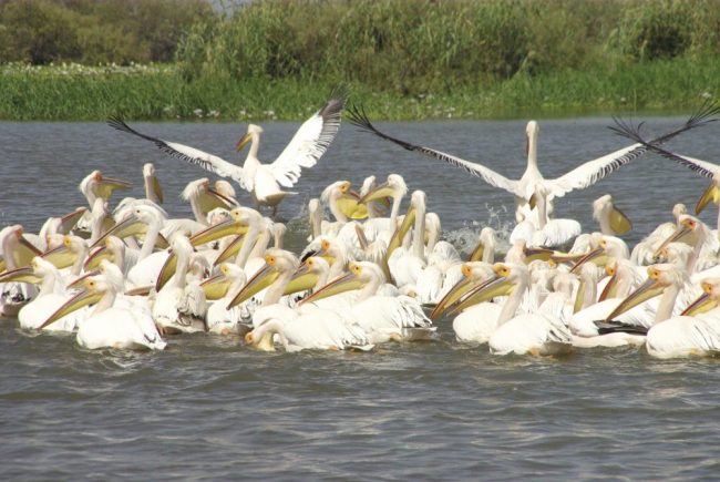 Im Vogelpark Djoudj