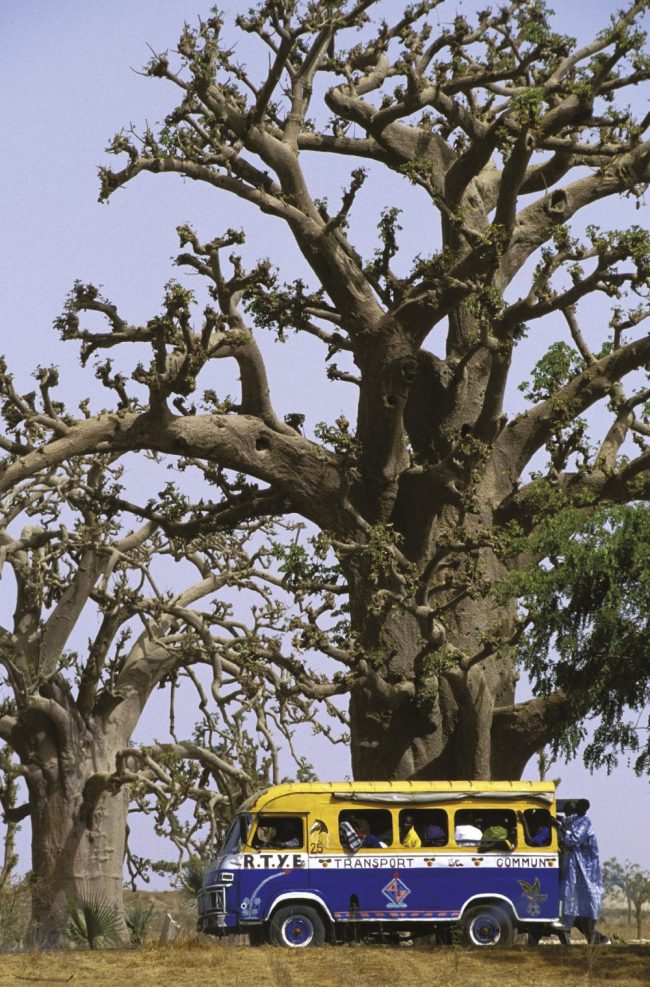 M&auml;chtiger Baobab-Baum