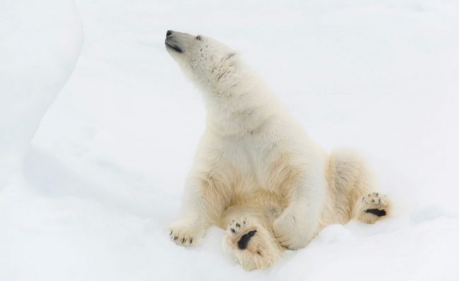 Sitzender Eisb&auml;r