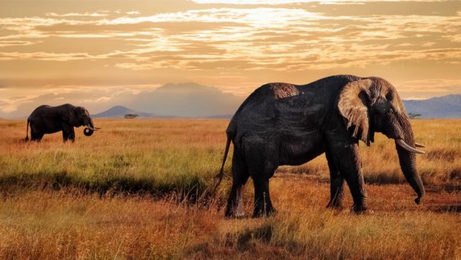 Tansania, Elefanten, Serengeti
