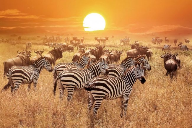 Tansania, Zebras Sonnenuntergang