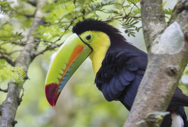 Tukan im Nationalpark