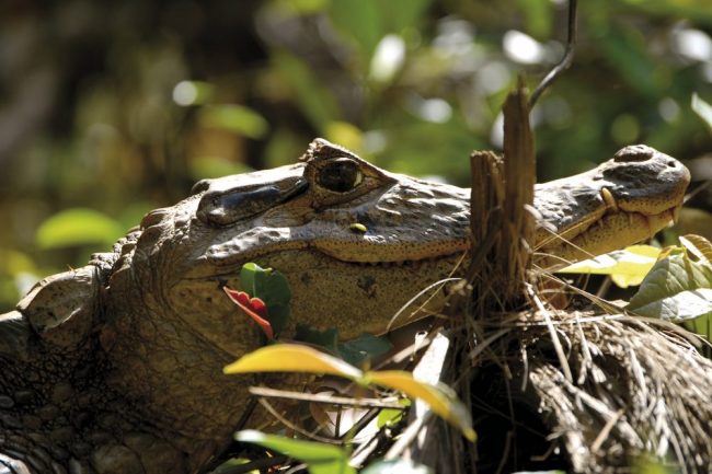Im Tortuguero-Nationalpark