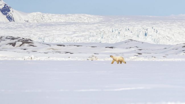 Eisb&auml;r auf Spitzbergen