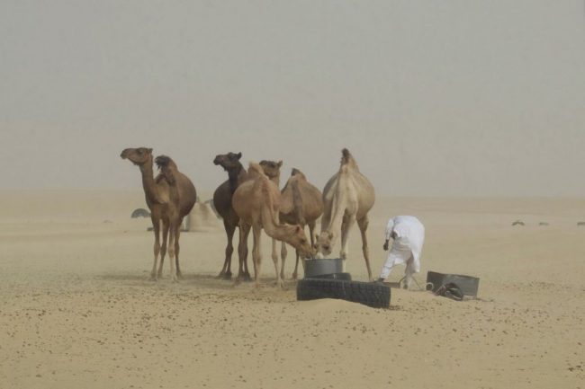 Tschad &ndash; Tibesti &ndash; Ins trockene Herz Afrikas