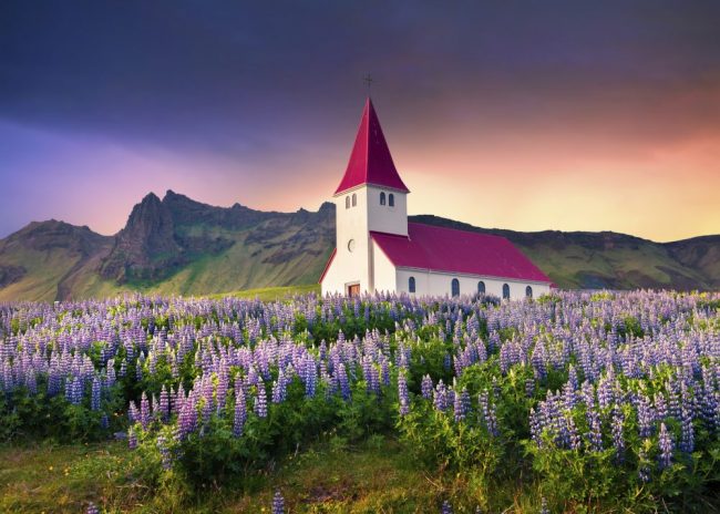 Kleine Kirche umgeben von bl&uuml;henden Lupinenblumen im Dorf Vik, Island