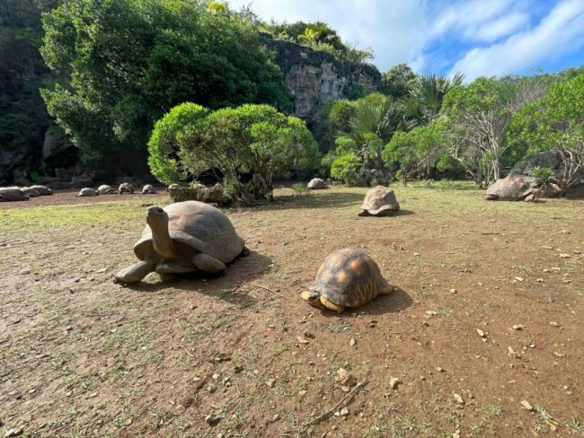 Schildkr&ouml;ten im Francois-Leguat-Reservat auf Rodrigues