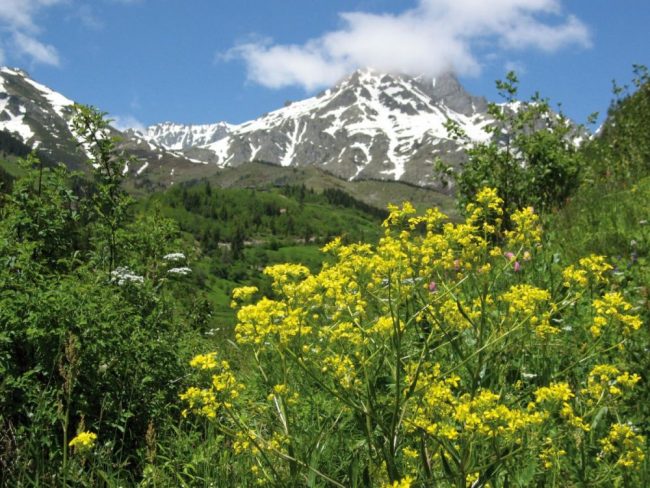 Ka&ccedil;kar Dalar