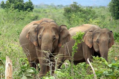 Elefanten im Udawalawe Nationalpark