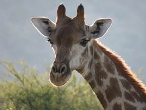 Giraffe 