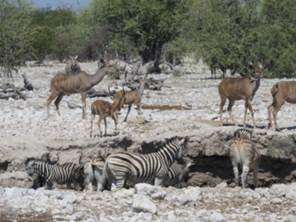 im Etosha Nationalpark