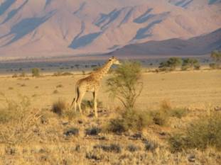 Giraffe