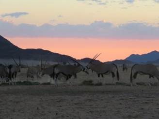 Oryx-Herde und Sonnenuntergang