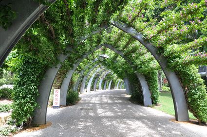 Rainforest Walk Brisbane