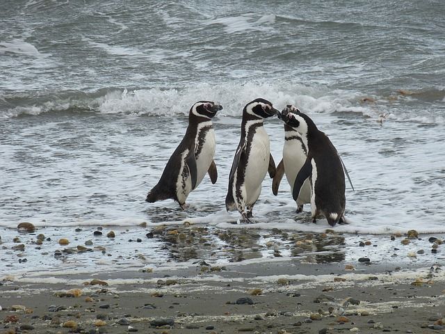 Pinguine nahe bei Punta Arenas
