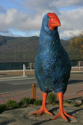 Te Anau – Le Takahe