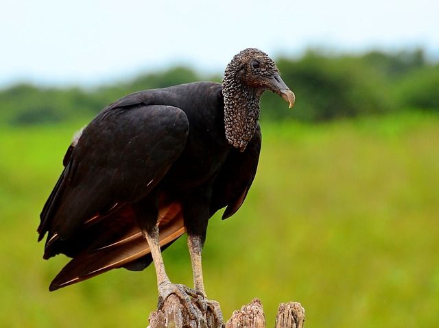 Pantanal Geier