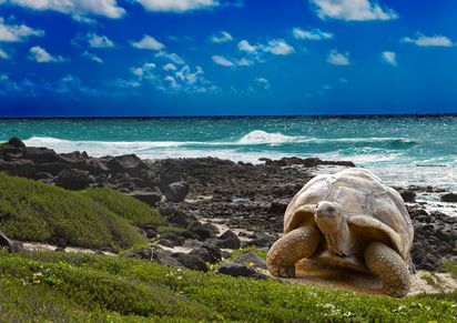 Riesen Schildkröte Galapagos Inseln