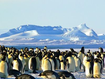 Kaiserpinguine Antarktis